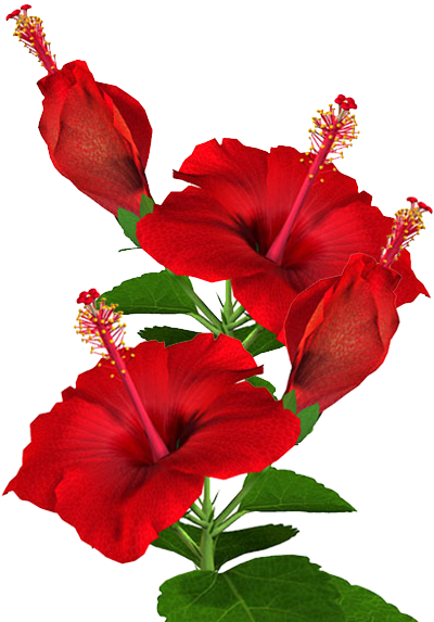 Hibiscus blossoms for the Punta Gorda FL Hibiscus Festival