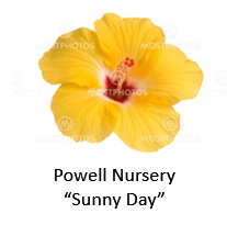 Powell NurserySunny Day